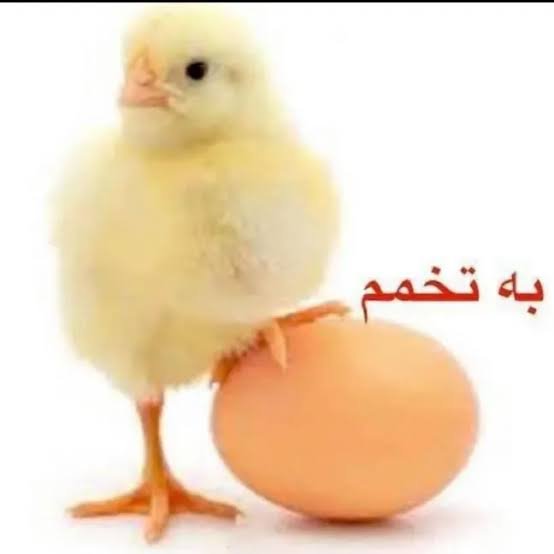 Mr_shir47's tweet photo. @mehdi_tayebii https://t.co/c5fGCZinJj