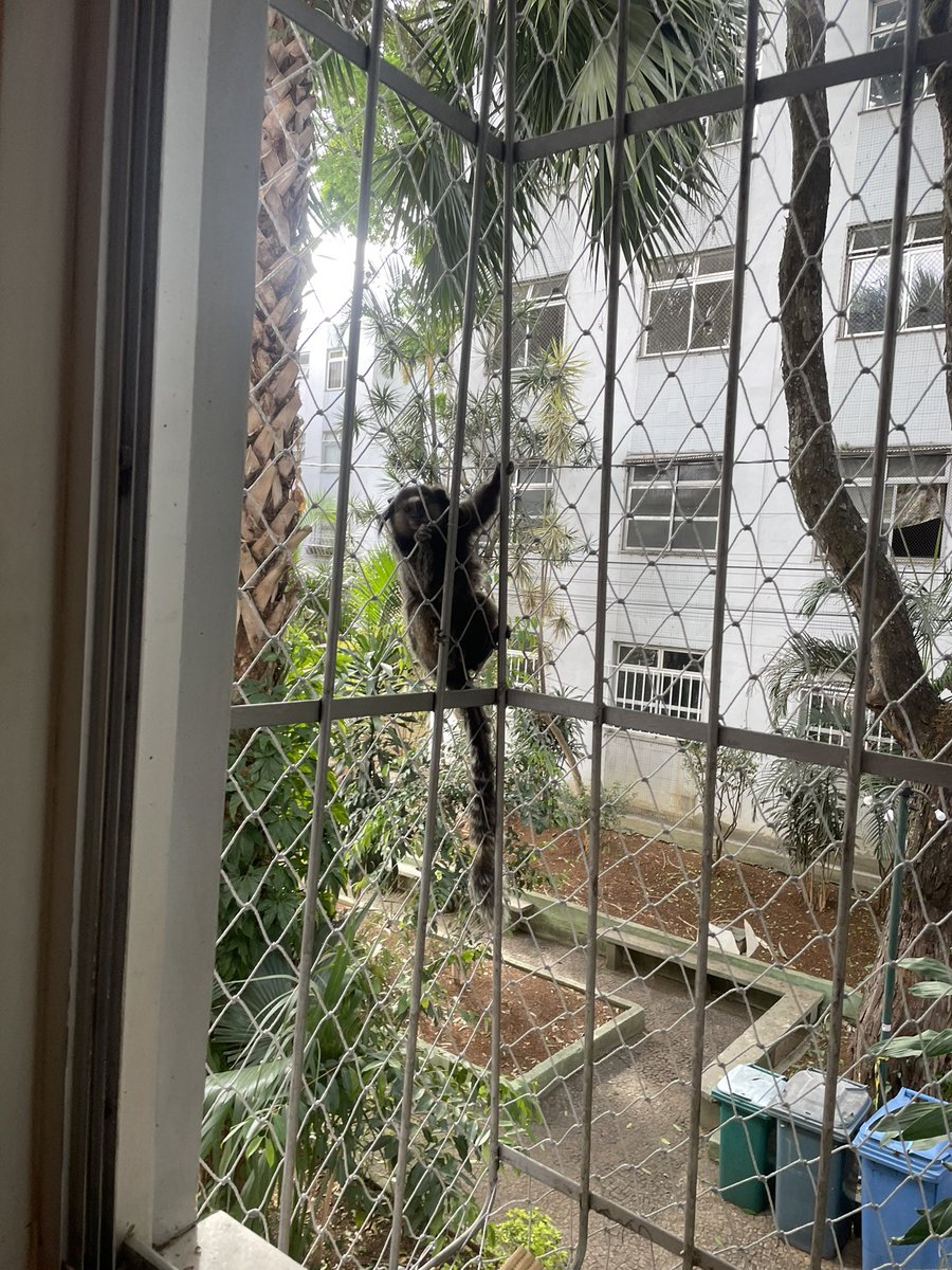 afrutacitrica's tweet photo. uma vez, minha amiga espanhola viu minha janela telada e perguntou se era “para evitar que macacos entrassem” 

eu falei pffff eh pq eu tenho gato que comentário mais estereotipado vei só pq eu sou brasileira 

anyway…. foto de agora https://t.co/T2yJtdYWN4