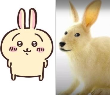 usagidarabbit's tweet photo. chiikawa vs real life https://t.co/3QJ8pwJX6p