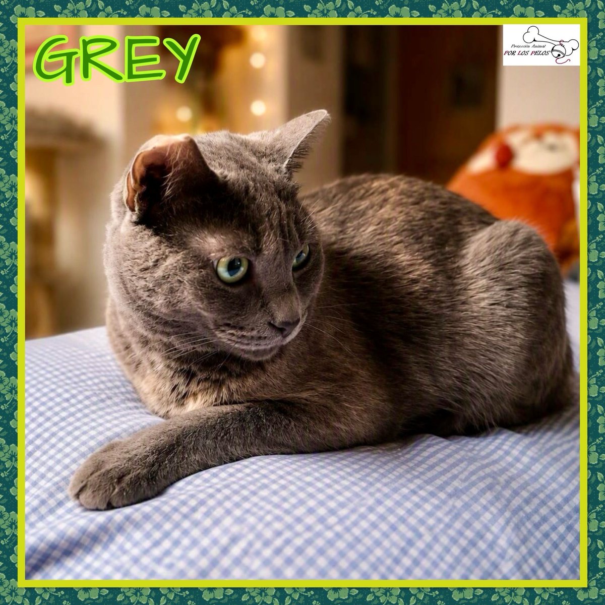 PerreraToledo's tweet photo. 🐱GREY🐱preciosa #gatita X #azulruso 1,5 añitos. Apareció en un contendedor, inconsciente y con sus patitas atadas… Ahora es una gatita feliz, muy apegada a su colega Lioh, que también busca adopción. Si deseas hacerla feliz, escríbenos! 👉 https://t.co/uqYwH1l8uX https://t.co/ABINCGno6R