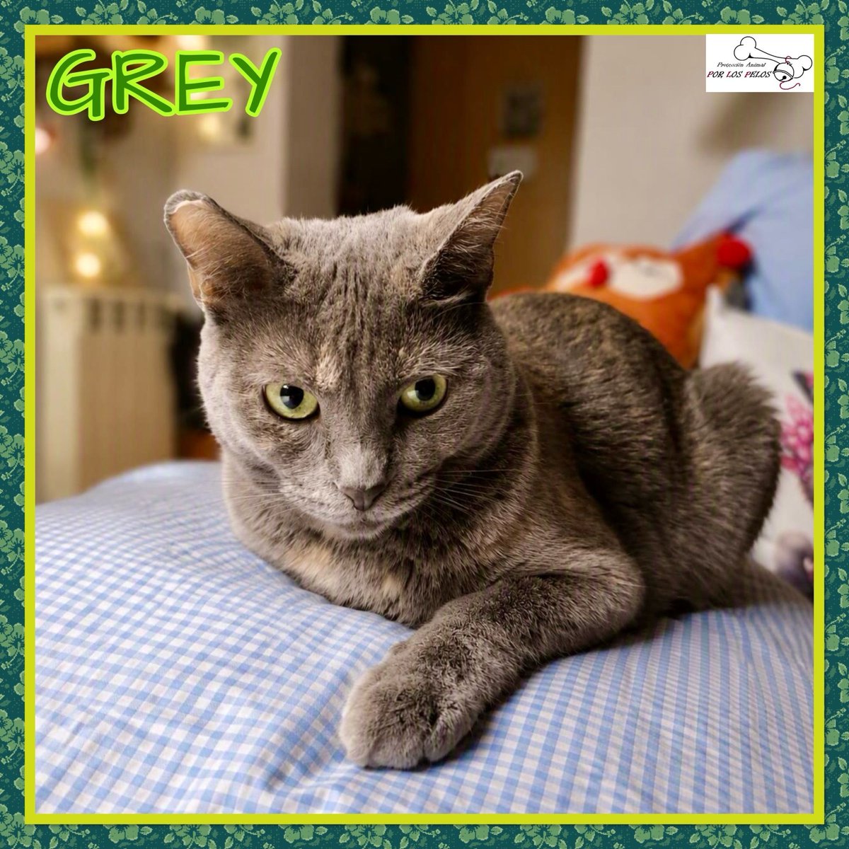 PerreraToledo's tweet photo. 🐱GREY🐱preciosa #gatita X #azulruso 1,5 añitos. Apareció en un contendedor, inconsciente y con sus patitas atadas… Ahora es una gatita feliz, muy apegada a su colega Lioh, que también busca adopción. Si deseas hacerla feliz, escríbenos! 👉 https://t.co/uqYwH1l8uX https://t.co/ABINCGno6R