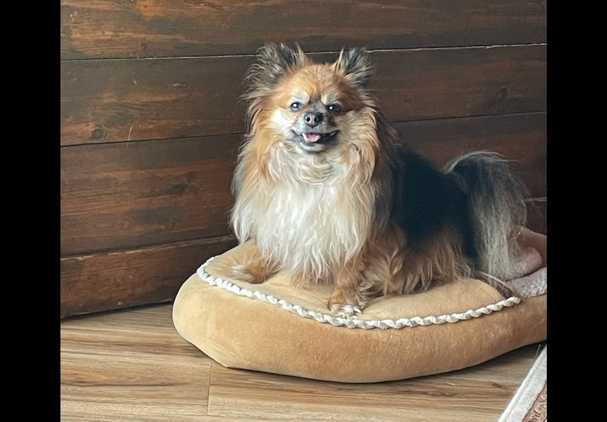 JimShogren's tweet photo. @Elizabeth71729 My little Pom Peyak says “ Two Paws Up” https://t.co/5pjlFuHaaP