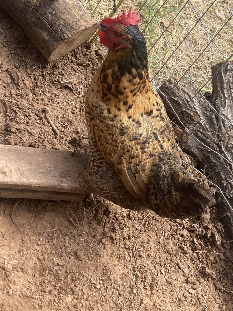 moe_swaggot's tweet photo. i need a name for my chicken https://t.co/qGAQKAbk11