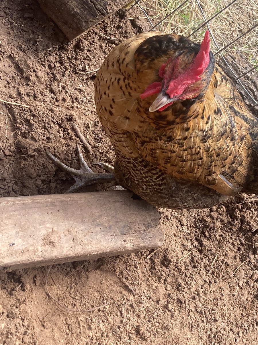 moe_swaggot's tweet photo. i need a name for my chicken https://t.co/qGAQKAbk11