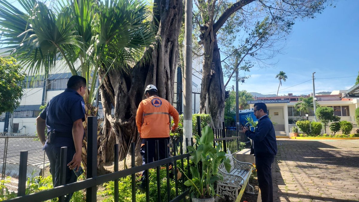 D_Capitalino's tweet photo. La Comuna Central informó que elementos de Protección Civil municipal realizaron inspeccionan de árboles en las Oficinas de Gerencia de Atención al Migrante - Zona 6, Distrito Capital para hacer la intervención correspondiente y evitar percances. https://t.co/ykoVwbHxvo
