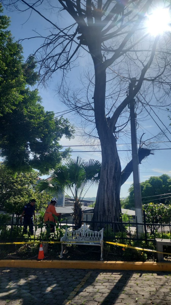 D_Capitalino's tweet photo. La Comuna Central informó que elementos de Protección Civil municipal realizaron inspeccionan de árboles en las Oficinas de Gerencia de Atención al Migrante - Zona 6, Distrito Capital para hacer la intervención correspondiente y evitar percances. https://t.co/ykoVwbHxvo