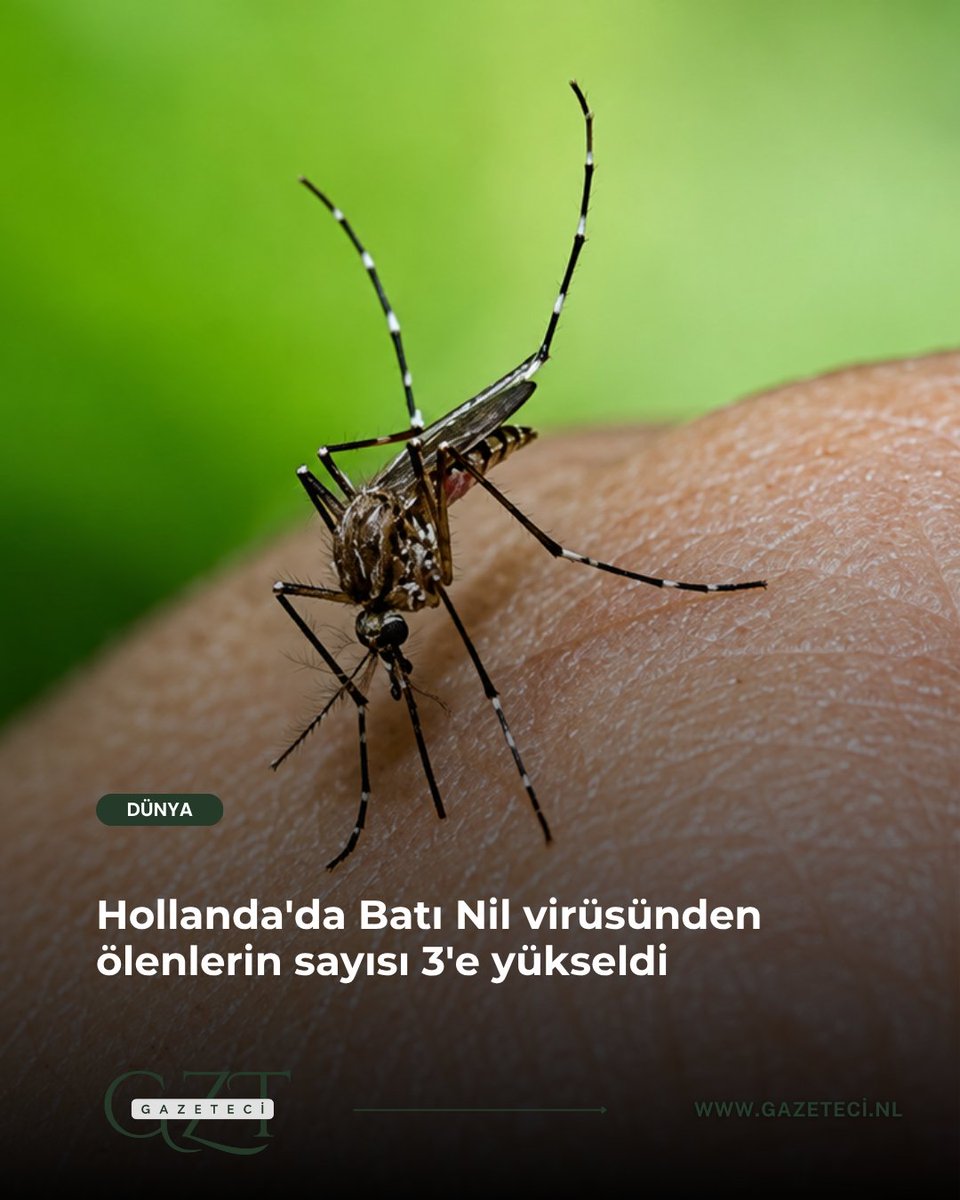 GazeteciNL tweet picture