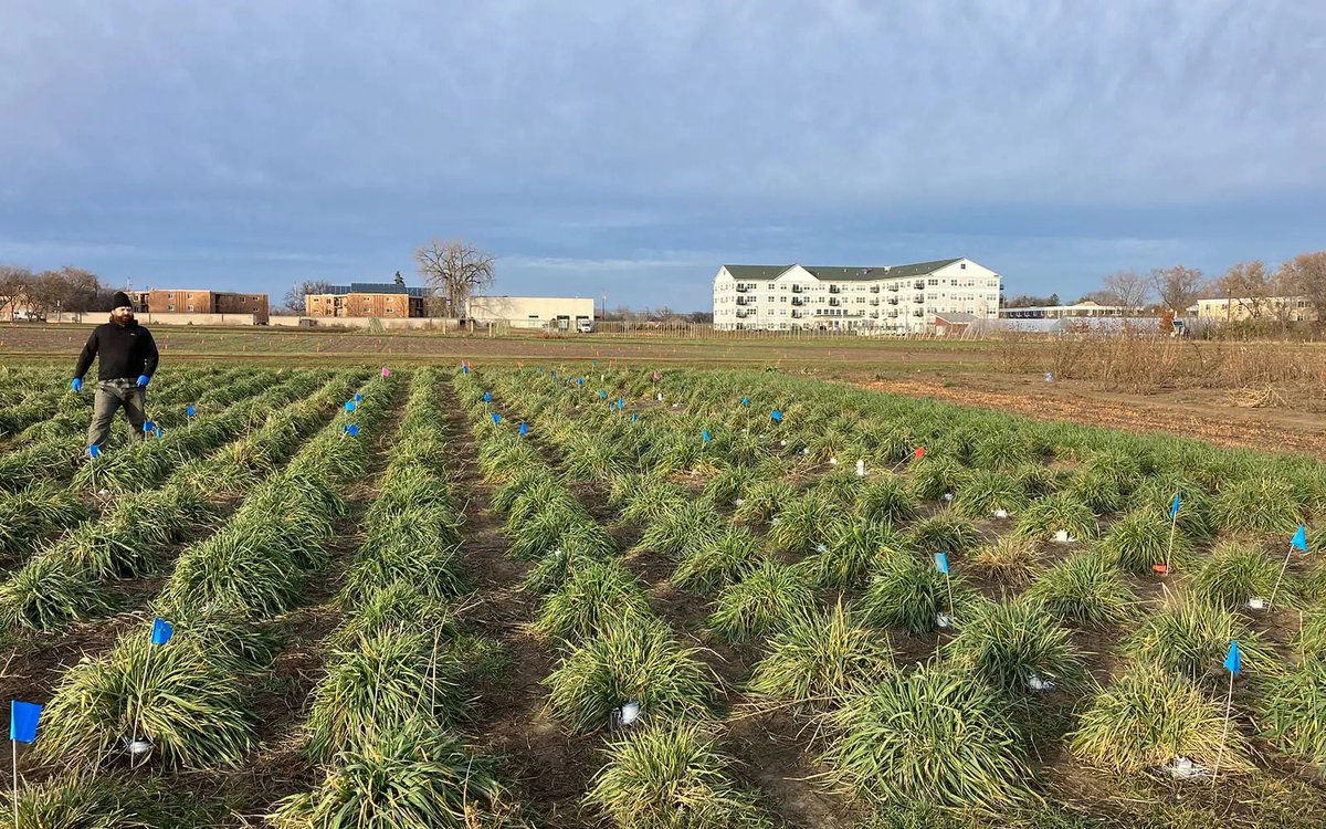 CIDBioScience's tweet photo. Pretty great work happening at the University of Minnesota 🌱

Researchers are using root imaging to see how Kernza grows underground and what that could mean for better yields, healthier soils, and carbon storage.

read the full story here: https://t.co/voJnA1DGmq https://t.co/fNCyg9XAG2