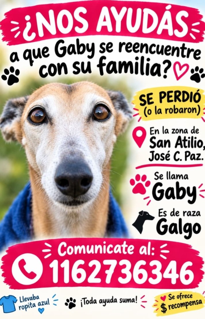 laurasa321368's tweet photo. Robaron esta galga (se llama Gaby) de su casa. Abrieron la reja.
Si sabes algo comunicate al celular.
Gracias!!! https://t.co/61N43ooxUS