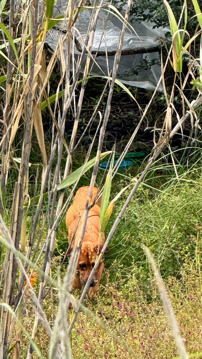 HELA_MORE's tweet photo. Nos reportan a esta perrita, que fue abandonada hace algunas semanas. 💔

Es muy miedosa y está demasiado delgadita. Necesita con urgencia que alguien se apiade de ella, le abra un espacio en su corazón y, sobre todo, le dé una oportunidad de vivir.

Amigos, esto se los digo con todo el cariño y respeto:

Las personas que rescatamos ya no podemos seguir haciéndonos cargo de todos los perritos que necesitan ayuda. No porque no queramos, sino porque simplemente ya no podemos.

Si cada persona que alguna vez ha visto uno de nuestros reportes hubiera recibido a uno, solo a uno, muchos de ellos ya estarían a salvo y viviendo en un hogar. 🥺

Y sí, sabemos que todos tenemos trabajo, responsabilidades, poco tiempo, poco espacio y mil cosas más. Nosotros también tenemos todos esos impedimentos.

Pero aún así, hoy tenemos más de 100 rescatados.

No porque tengamos más tiempo, dinero o espacio que los demás, sino porque decidimos no ser indiferentes.

No todos podemos rescatar a muchos, pero quizás sí podemos rescatar a uno.

Ella necesita a ese alguien. ¿Podrías ser tú? 🩷

No dejemos que otra vez la solución sea esperar a que alguien más se haga cargo.
Está en Edomex.