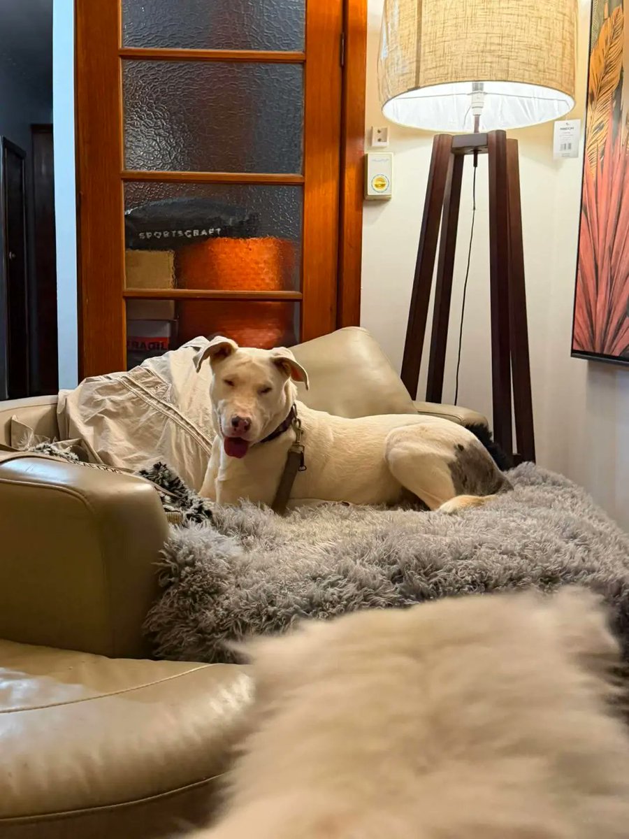 Romulo_adan's tweet photo. Urgent foster carer needed for Nissy. She’s thriving with small dogs, dog-savvy cats, and older children. House-trained, non-destructive, and full of personality. Can you offer her stability, kindness, and a safe home? Please share. https://t.co/qh3EBFlIrt