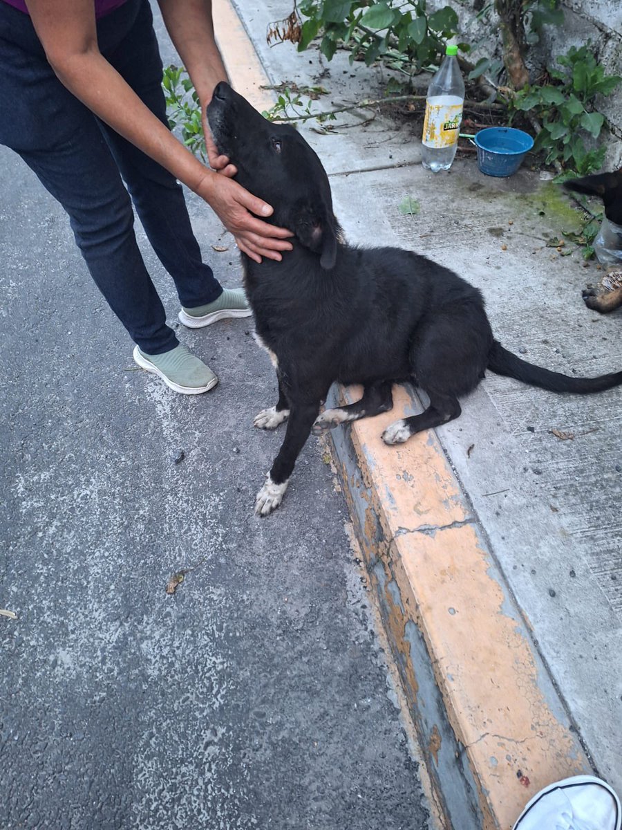 HELA_MORE's tweet photo. Nos reportan a estos dos perritos. 🥺

Son muy amigos y siempre andan juntos. La negrita es hembra y el otro pequeñito es macho.

Están muy delgados, asustados y el macho parece tener un problema en las vías respiratorias.

Me duele muchísimo verlos porque, siendo sincera, estoy casi segura de que nadie va a querer ayudarlos… 💔 Pero por ahora, lo único que puedo hacer es compartirlos y esperar que aparezca alguien con un poquito de corazón para ellos.

🙏 Si puedes recibir o adoptar aunque sea a uno de ellos, nosotros lo trasladamos hasta tu domicilio.

No damos ubicación, así que por favor no nos la pregunten.

Repito: si puedes ayudarlos, nosotros te los llevamos hasta tu domicilio. 🚗🐾

Están en Edomex.

Ojalá alguien pueda verlos y decidir que su historia no termine en la calle. 🩷