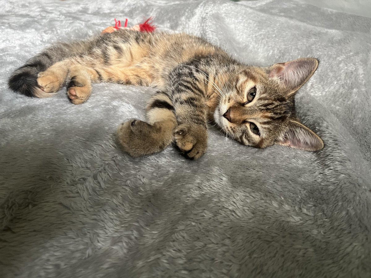 jaymini21's tweet photo. my sister found this kitten crying and eating moldy bread outside her apartment building 😕 long story short we tried to see if it was any of the neighbors but no one claimed her so i said i would clean and find her a home - that was last week - i fear she's my baby now 🥹🥹 https://t.co/4LBqf5BKCw
