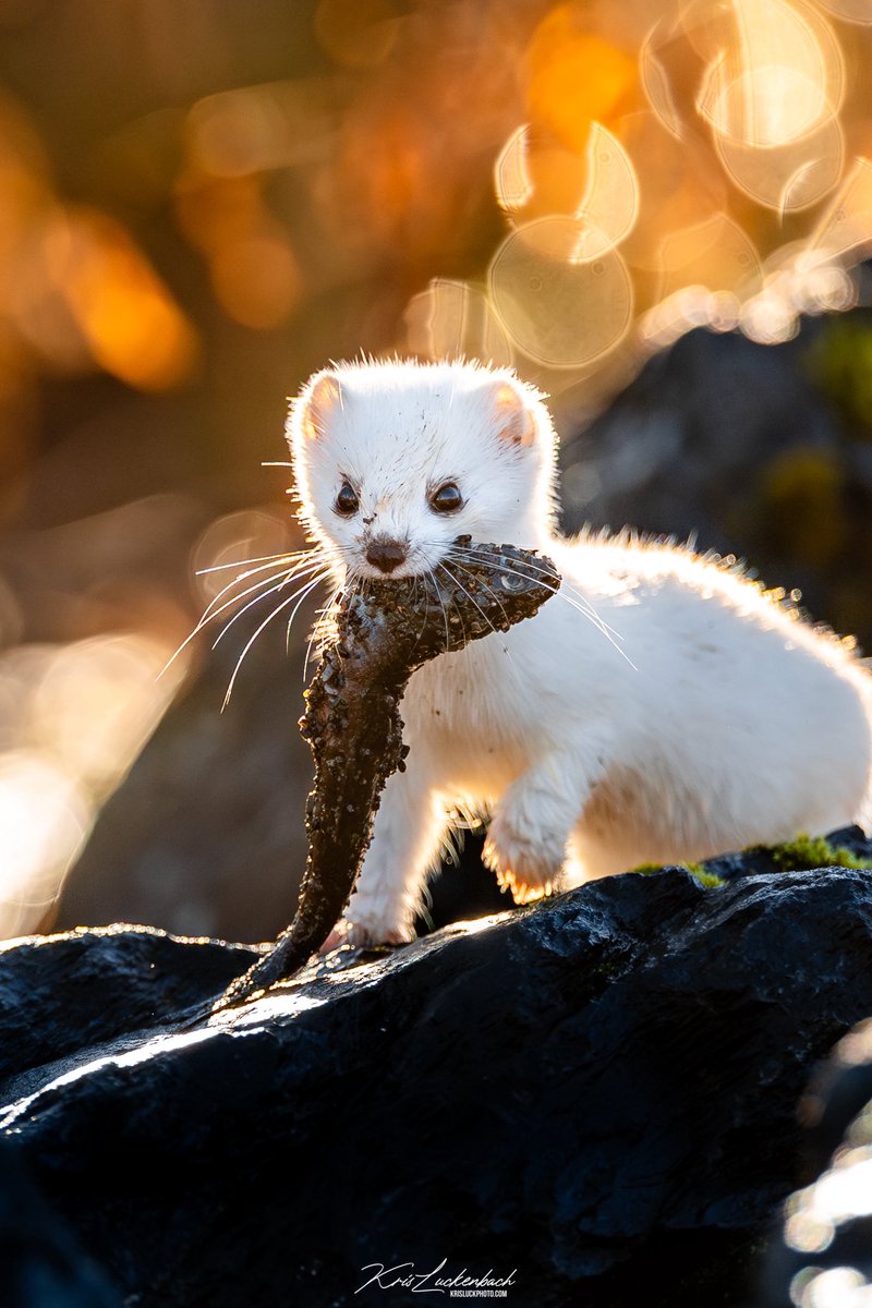 KrisLuckPhoto's tweet photo. Still can’t determine what’s better - the boca blur with that light or the fact the ermine is jumping with a fish in its mouth and it was in focus!? https://t.co/Y5lbfMfZTy