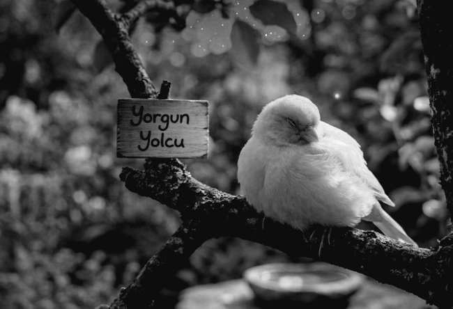 1899Us's tweet photo. Hocada istifa ettigine göre mis gibi uyucam...
İyi geceler...🌙 https://t.co/vHcxs93uS9