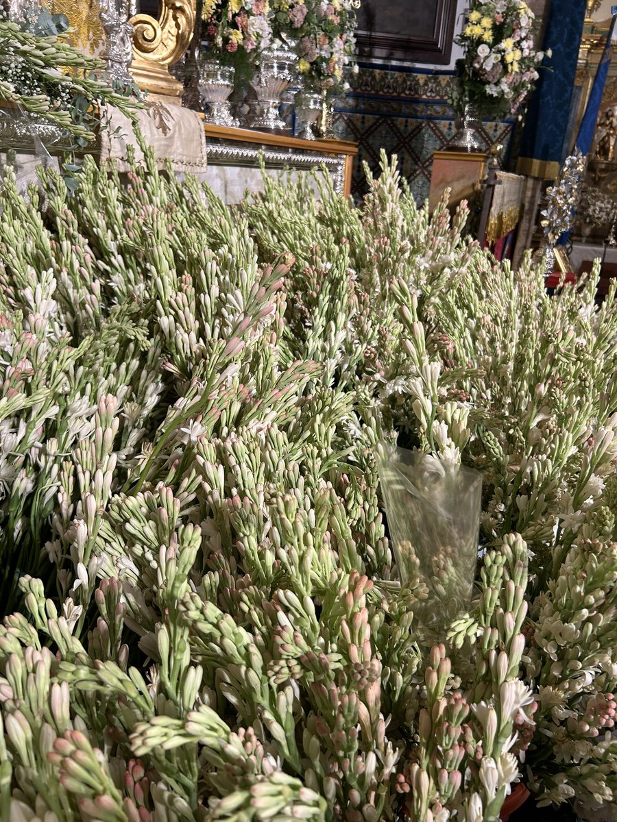 PP_VisodelAlcor's tweet photo. 💙Como cada 10 de septiembre, El Viso vuelve a encontrarse con su Patrona.

Hemos participado en la tradicional ofrenda floral de nardos a Sta. María del Alcor.

Un gesto cargado de emoción, que nos anuncia que ya está aquí el día grande del 12 de septiembre.

@StaMariaAlcor https://t.co/z9WGt2NjoX