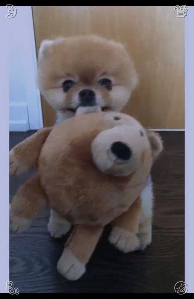 andy880000's tweet photo. Procrastination wastes unrecoverable hours for self-improvement. Stop delaying vital work for vague tomorrows, finish tasks at once, and seize full control of your life’s long trajectory.👨Soft fluffy children's toy https://t.co/tZx6QJzV4z