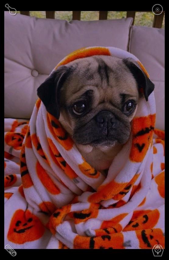 gaawedvgf's tweet photo. After a while, Buddy gets up, jumps off the couch, and goes to his toy box. He pulls out a stuffed bear, carries it to me, and drops it in my lap—he wants to play.☘Parrot walk Parrot, examined https://t.co/V37GYEoVX1