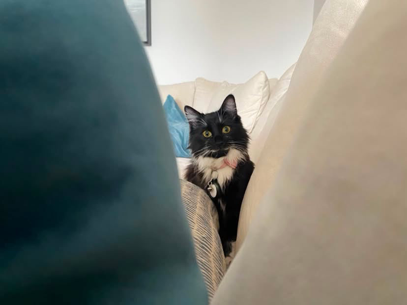 yourcatposted's tweet photo. Which photo 1-4 is your favourite?🥰
📸 ig: nana_the_bean09 https://t.co/ONmuRKLxBY