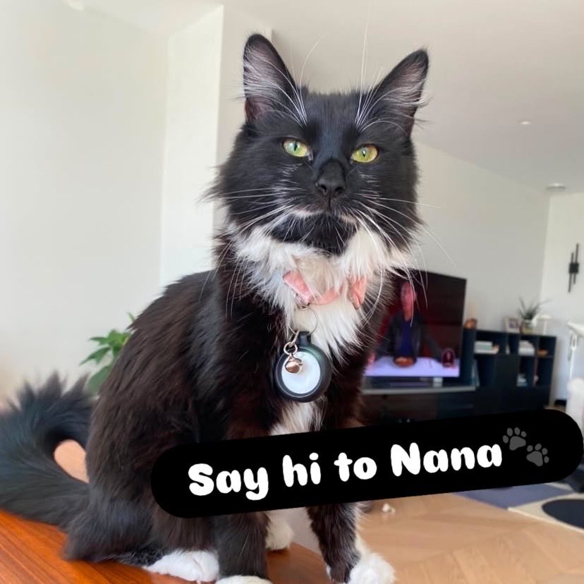 yourcatposted's tweet photo. Which photo 1-4 is your favourite?🥰
📸 ig: nana_the_bean09 https://t.co/ONmuRKLxBY