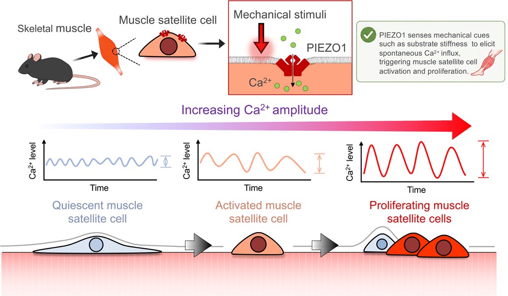 musclecellnews's tweet photo. A new study shows that Ca2+ fluctuations through mechanosensitive ion channels act as a key regulator of Muscle satellite cells activation during muscle regeneration and may provide new insights into the role of Ca2+ influx.

Read now: https://t.co/iJ1jDCDVHC

#CalciumInflux https://t.co/oORW4ub0Z4