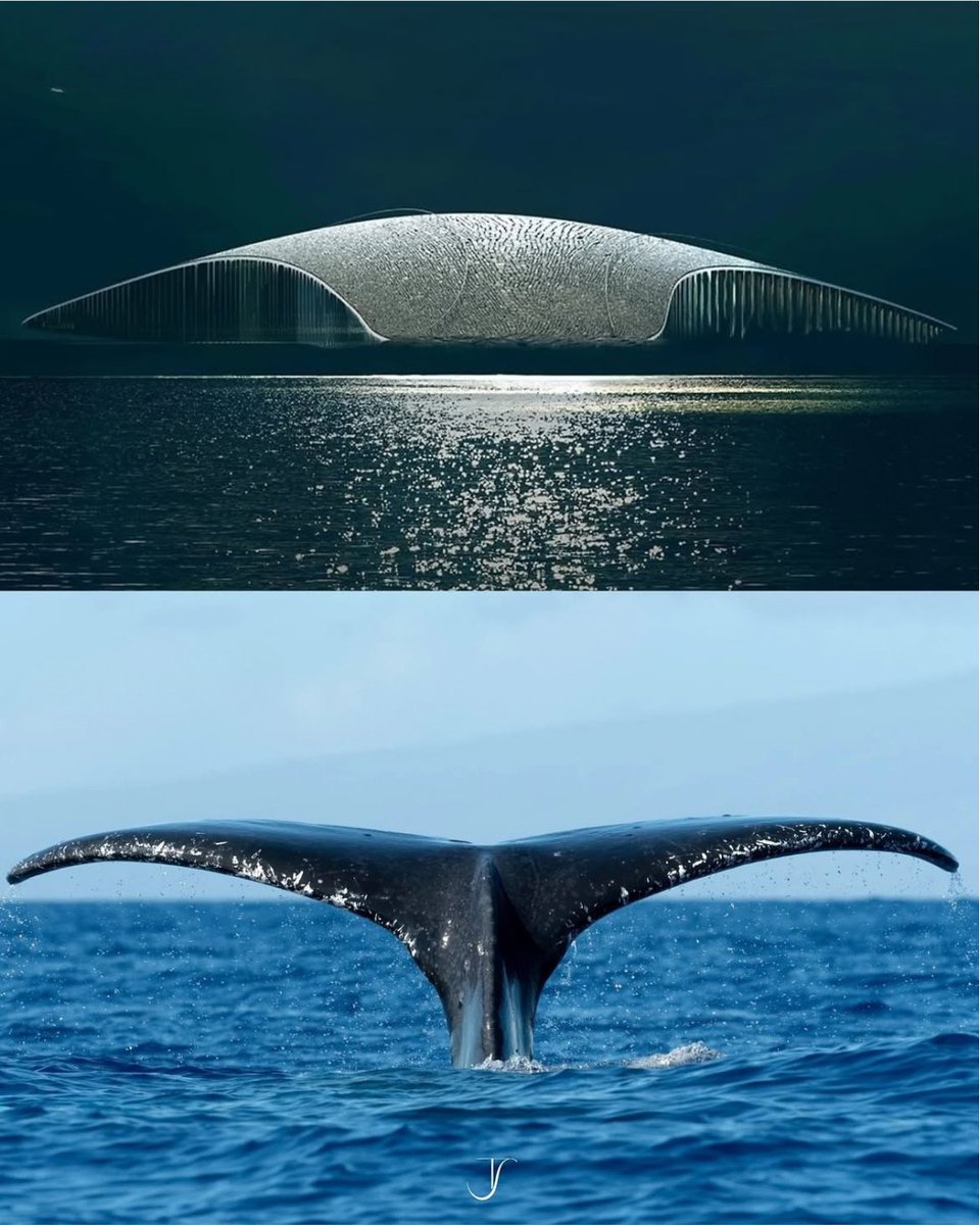 arqcommx's tweet photo. La naturaleza no solo inspira formas; también ofrece estrategias para resolver estabilidad, envolventes y eficiencia estructural. https://t.co/if8flSgSNj