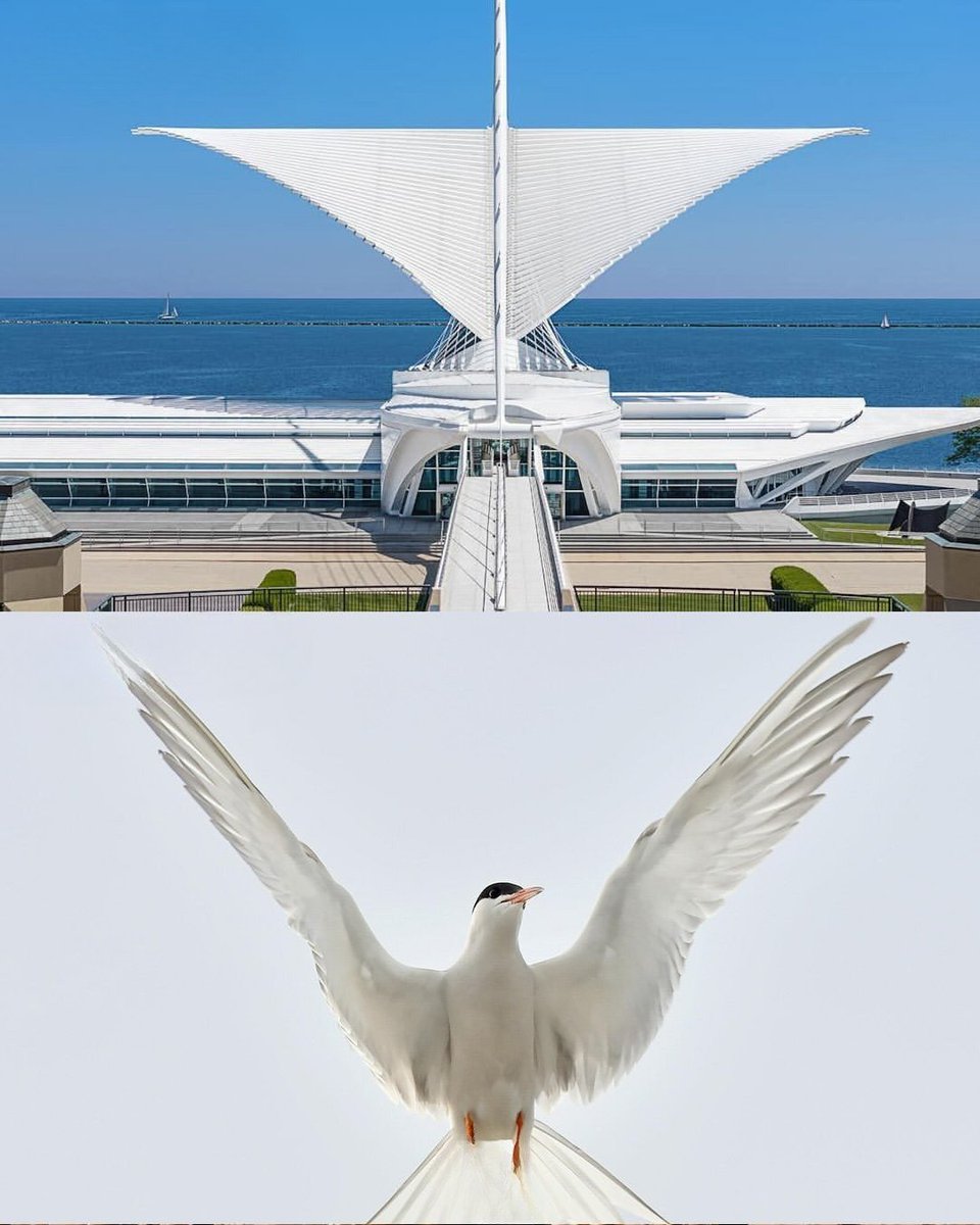 arqcommx's tweet photo. La naturaleza no solo inspira formas; también ofrece estrategias para resolver estabilidad, envolventes y eficiencia estructural. https://t.co/if8flSgSNj