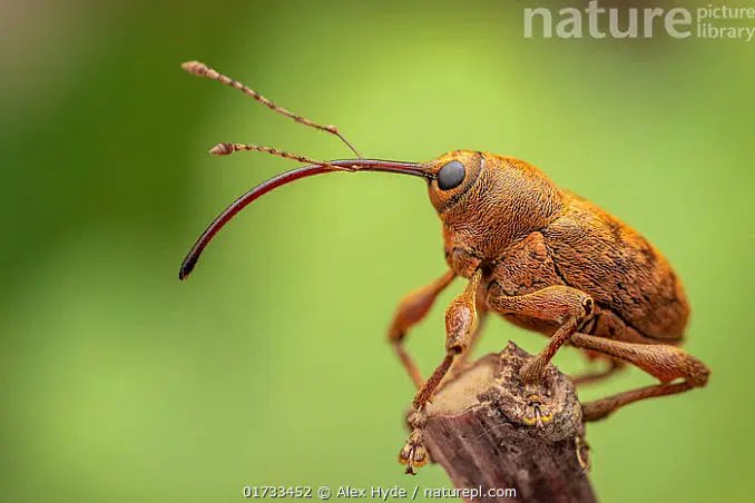 DailyBeetles's tweet photo. @shagufta87_ Beetle of the day: Acorn Weevil 
(Curculio glandium)

-known for its long snout or “rostrum”
-found in Europe and parts of North America
-habitat: Oak forest 
-diet: the inner flesh of acorns and hickory nuts 
-status: common and stable https://t.co/G60xb6cpim