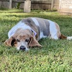 Photo by Randy 📸 Daisy and Freddie (@RandyNBassets)