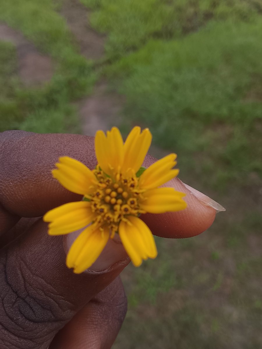 vivianGjames's tweet photo. 🌼🌻🌼 https://t.co/kneDw70Z1Y