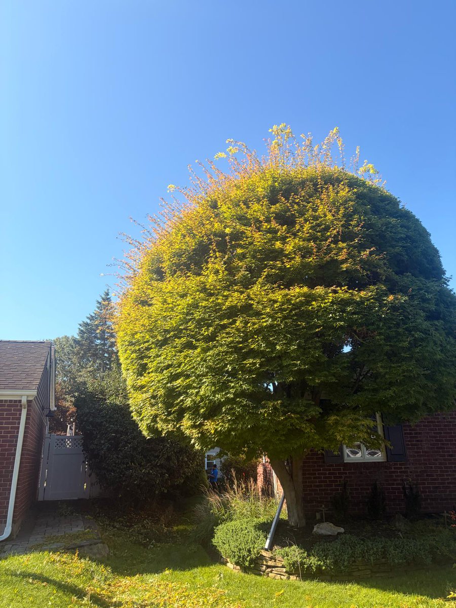 GeorgesTre52712's tweet photo. 🌲🔨 Your Trees Deserve Expert Care!
📍 Lake Huntington, NY | New Suffolk, NY | East Nassau, NY
📞 631-457-0622 Principal
📞 631-923-1456 Office
📧 Georgestreeservice75@yahoo.com
🕒 Monday - Saturday | 8:00 AM - 7:00 PM
#TreeCare #LandscapingServices #PropertyMaintenance https://t.co/wiZVtz1tjp