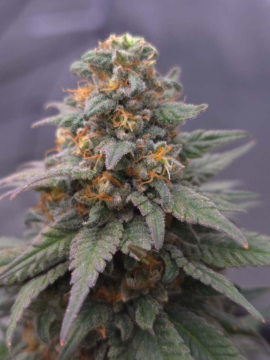 OGCannaCompare's tweet photo. All grown indoor and in living soil 100% organic! REAL CANNABIS NOT HEMP!  https://t.co/qHEHuJw4Ry https://t.co/F6lEm6knuC