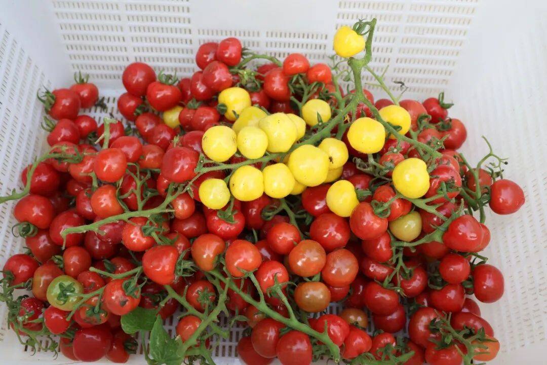didir121992's tweet photo. Just tried the organic cherry tomatoes from the local market—bursting with natural sweetness, no bland aftertaste, perfect for salads or snacking!  Highly recommend for fresh ingredient lovers. https://t.co/tBHqHEHiSR