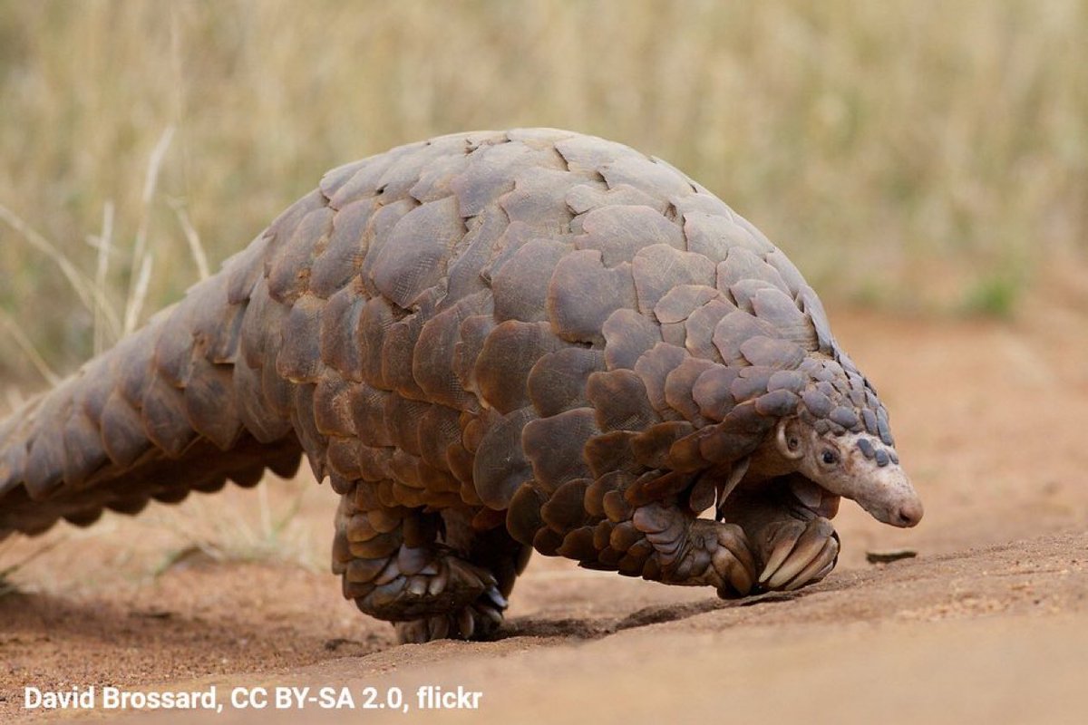 A photo of a ground pangolin. The animal has a small head and slightly elongated snout. Its body is covered in pinecone-like scales. It has clawed feet.