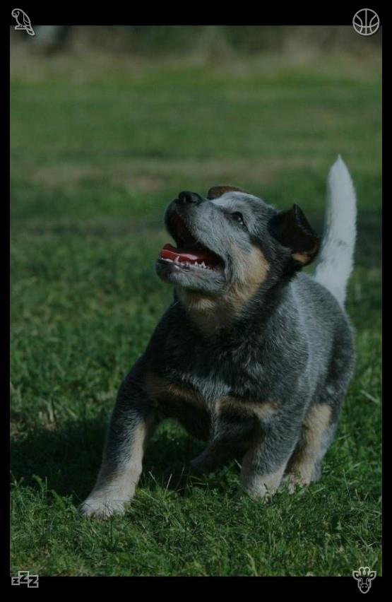 x_556co's tweet photo. I pet his fur, watching the movie, and think about how much Buddy means to me. He’s not just a dog—he’s my companion, my confidant, my best friend. He’s always there for me, no matter what.🛎Success is the best revenge. https://t.co/3bJLZDNs7Y