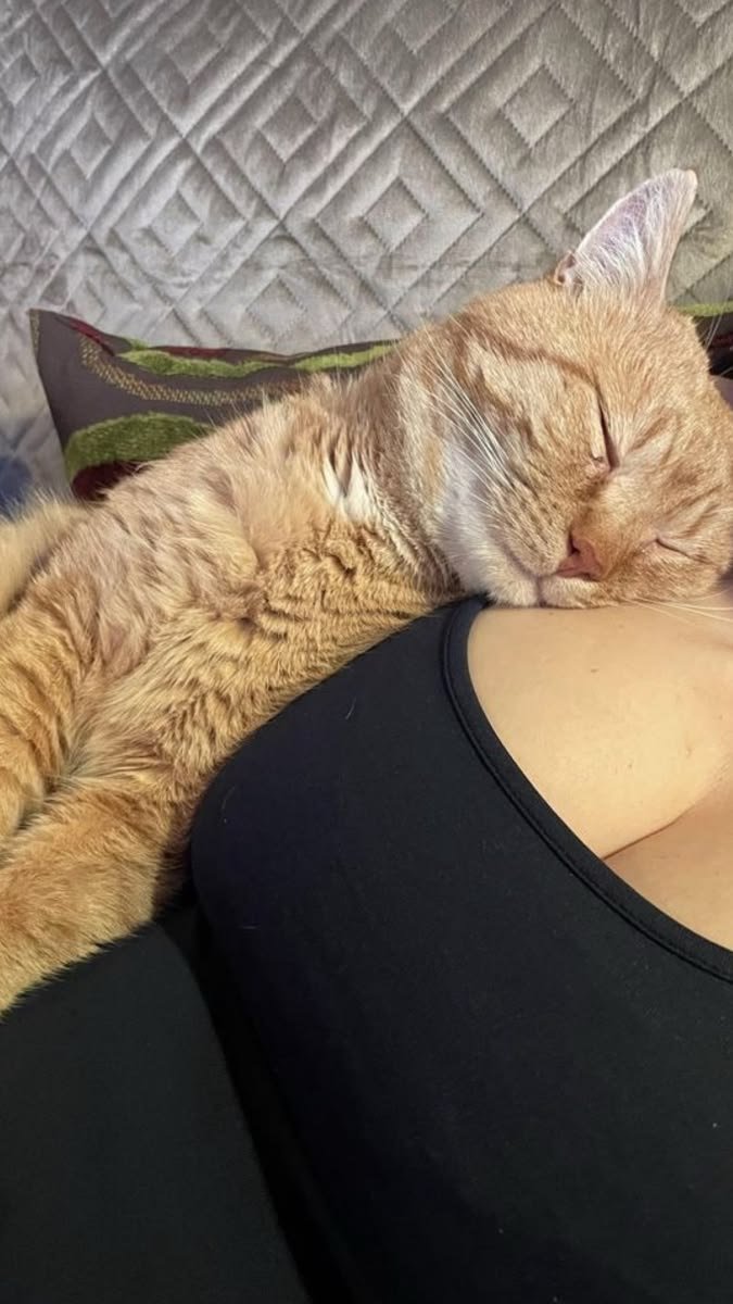 Lauraypic8's tweet photo. My kitty 🥹 https://t.co/z1Tkf9sS3l