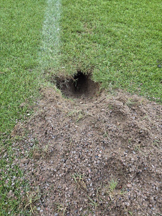The_Forty_Four's tweet photo. The Gillingham pitch has been attacked by a fox! 😳 https://t.co/S1dPo4O3dy