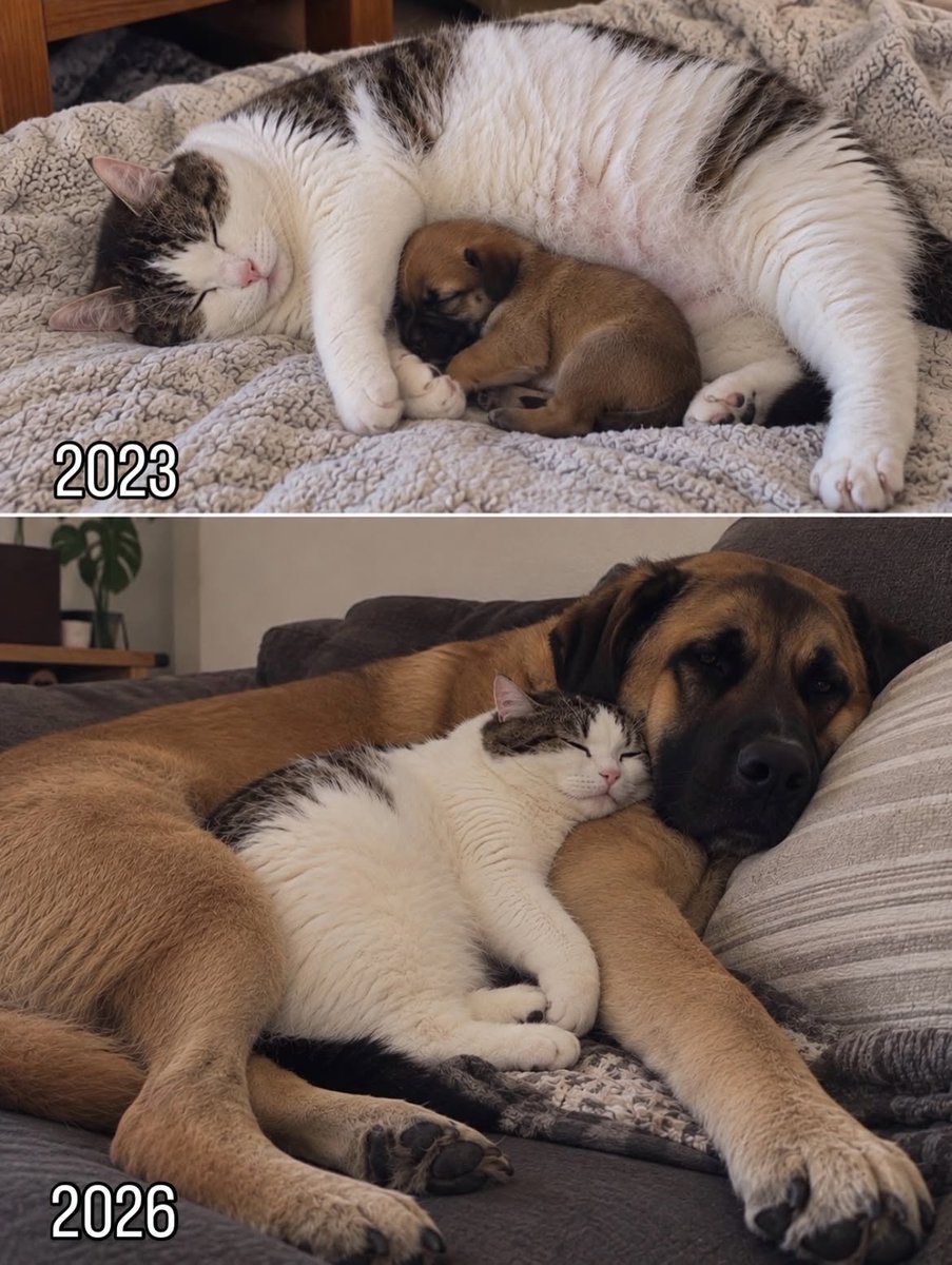 onedio's tweet photo. Bir sosyal medya kullanıcısı, kedisinin kanatları altına aldığı yavru köpekle 2023’teki ve şimdiki hâllerini paylaştı. https://t.co/jCEBIm0DkB