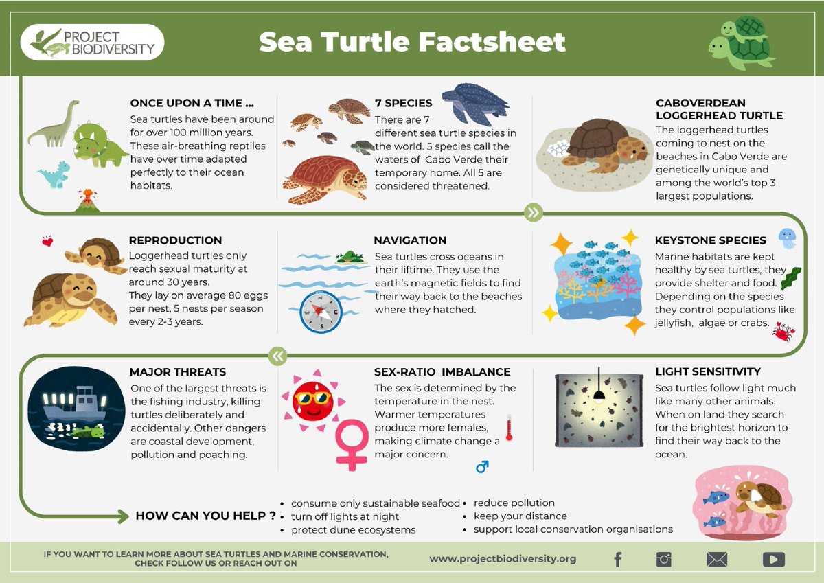 ZeeNunew_BR's tweet photo. 🐢 Our little ZonZon has arrived! 

As part of our celebration of Zee Pruk’s birthday, we symbolically adopted a sea turtle through the Biodiversity Project in Cape Verde.

And now we finally have her adoption certificate and photo! 📜📸💙

A small gesture of love for Zee and for the preservation of marine life. ✨

#ZeePruk #ZonZon #ZunShine 
SUPER SUN EXHIBITION AT SIAM DISCOVERY #ZeePrukExhibitionxSiamDiscovery #ZeePruk