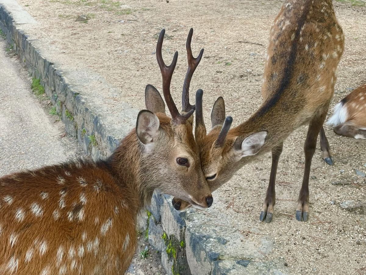nerdyverz's tweet photo. the connection between animals https://t.co/NXCnb3WHld