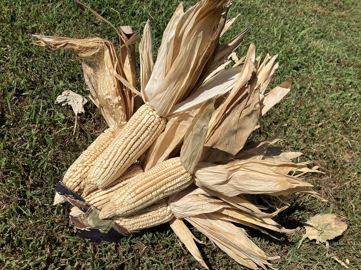 amanofthesoil's tweet photo. Cherokee “gourdseed” corn. This is apparently a pre-1800 variety preserved by the Qualls family of Virginia. This is one of the oldest types of corn grown in America. https://t.co/h1VkZweRe8