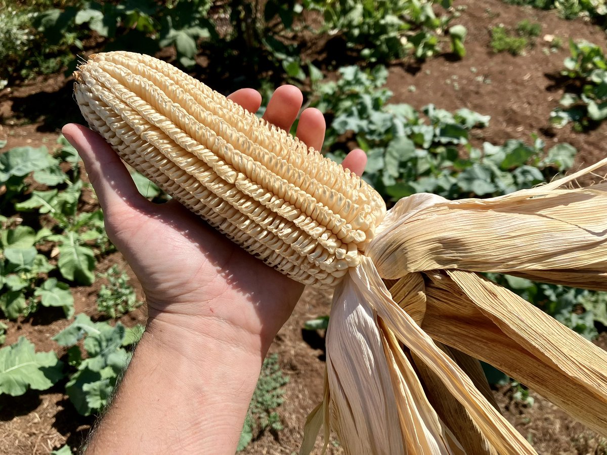 amanofthesoil's tweet photo. Cherokee “gourdseed” corn. This is apparently a pre-1800 variety preserved by the Qualls family of Virginia. This is one of the oldest types of corn grown in America. https://t.co/h1VkZweRe8