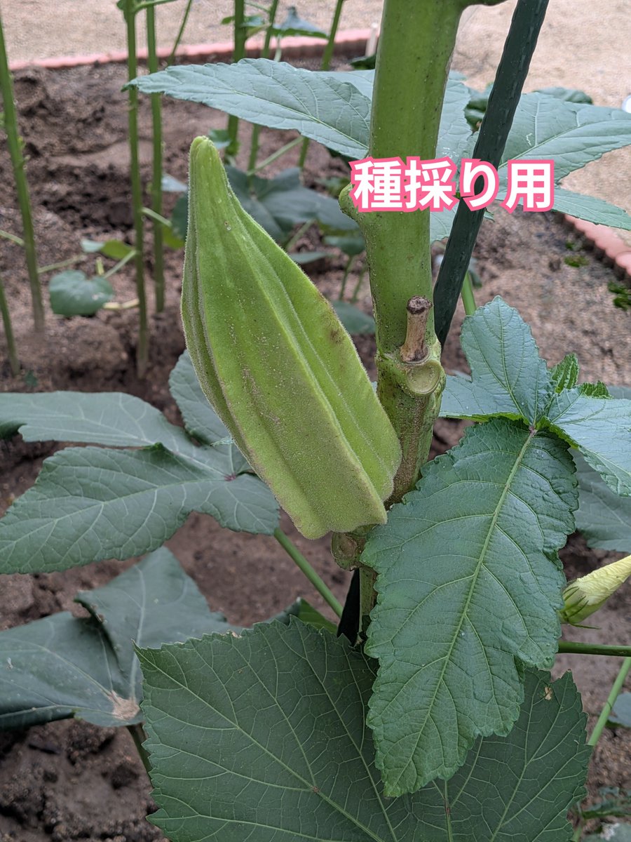 oiseeenippon's tweet photo. 来年に向けた準備。
もう少しす��と縦にヒビが入ってくる。
それから少し乾いてきたら収穫。

貴重なダビデの星。
来年もたくさん実をつけてくれますように！

#美味しい日本 #家庭菜園　#ダビデの星　#種採り https://t.co/gqcT6s0hrB