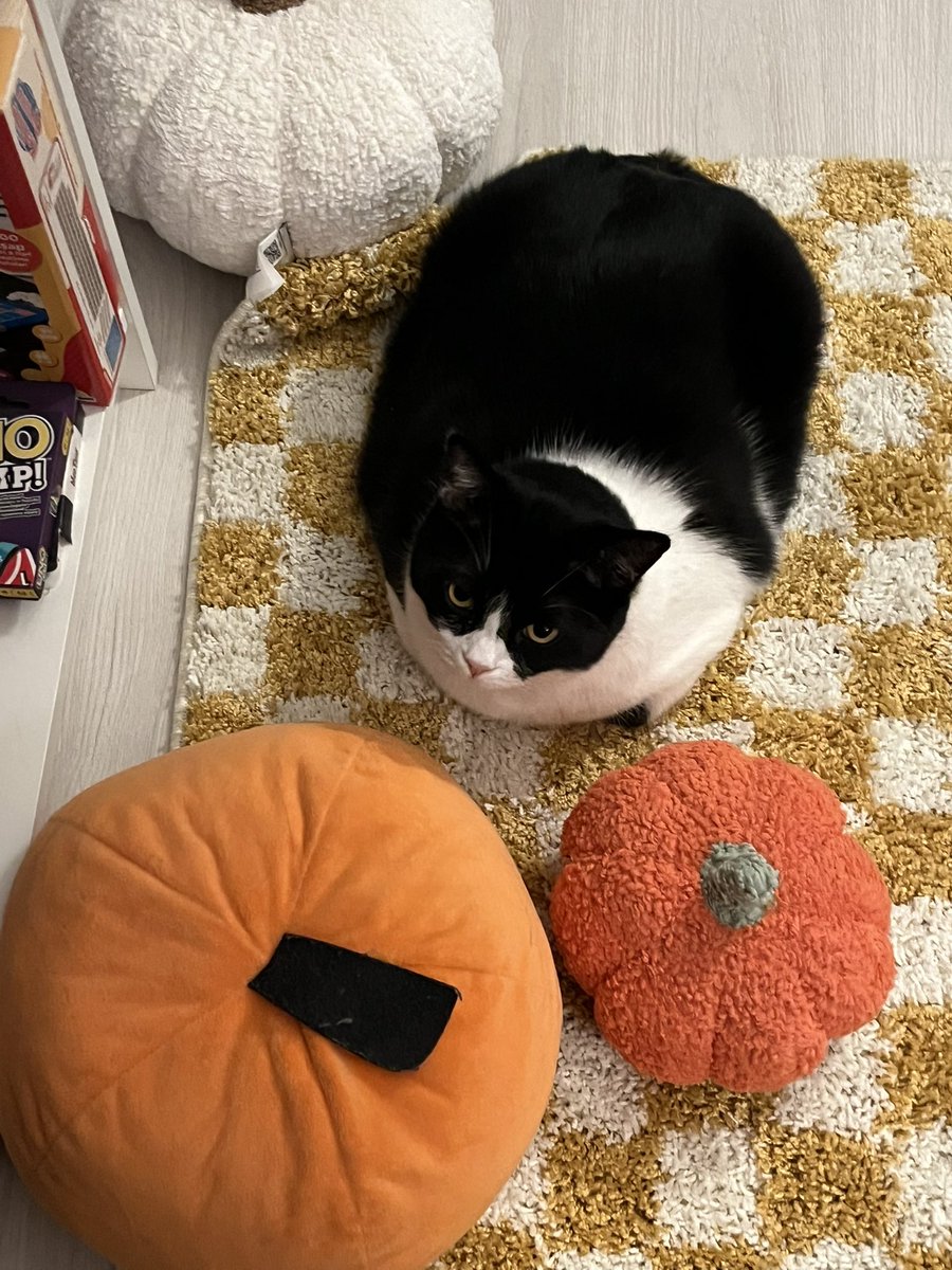 CinnamonPinar's tweet photo. Bu evde hepimiz sonbahar ruhunu yaşıyoruz 🎃 https://t.co/f525UdgUNd