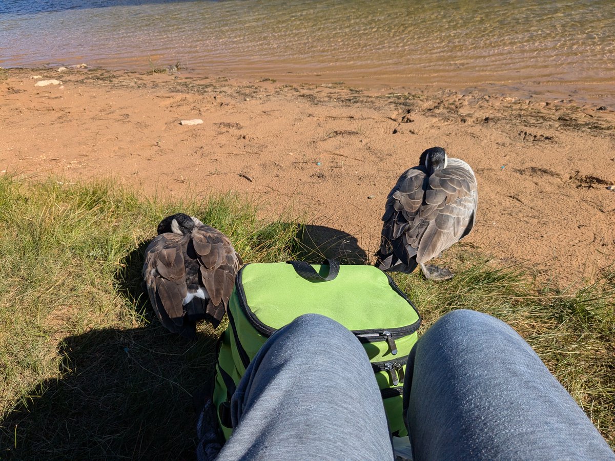 Drawingsoft's tweet photo. Bird lover being bird LOVED (made friends with some geese last week and they remembered me when I came back today 🥺🥺🥺) https://t.co/nM7dmjVJYR