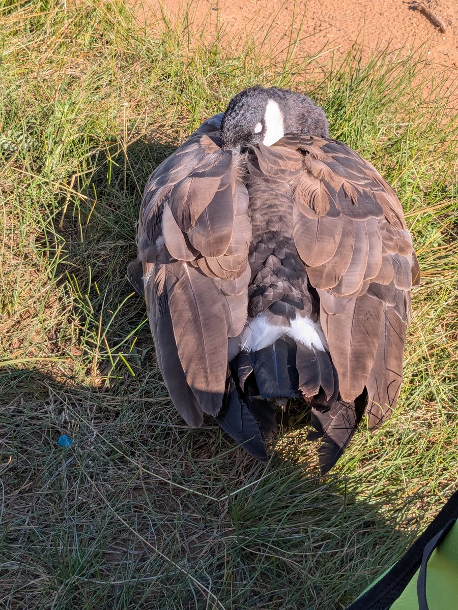 Drawingsoft's tweet photo. Bird lover being bird LOVED (made friends with some geese last week and they remembered me when I came back today 🥺🥺🥺) https://t.co/nM7dmjVJYR