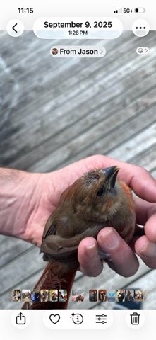 FreedMindMS's tweet photo. Our hero helped this redbird one tear ago to the day! #LifeMatters #FreedMind #RedBird #Atoka #Memphis #Bartlett https://t.co/Lutnyff5BG