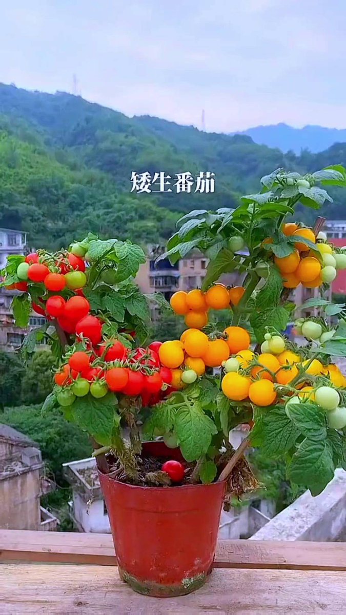 brasc908027's tweet photo. Who would’ve thought I swapped my 9-to-5 office desk for a tiny balcony garden and now my mornings start with sun-warmed tomatoes instead of work emails https://t.co/tyqMp0UzMv