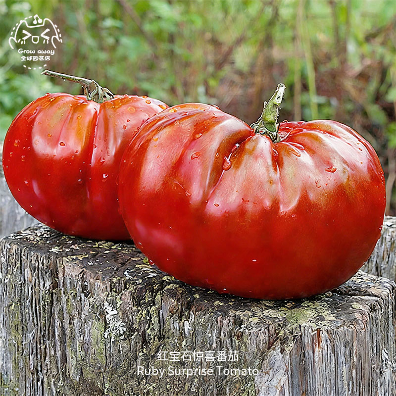 flocc619154's tweet photo. [Just tried the organic heirloom tomatoes from local farm stalls—bursting with sunshiney sweetness, zero watery aftertaste, perfect for a quick summer salad. 10/10, will restock ASAP! ]， https://t.co/zm9PC879TB