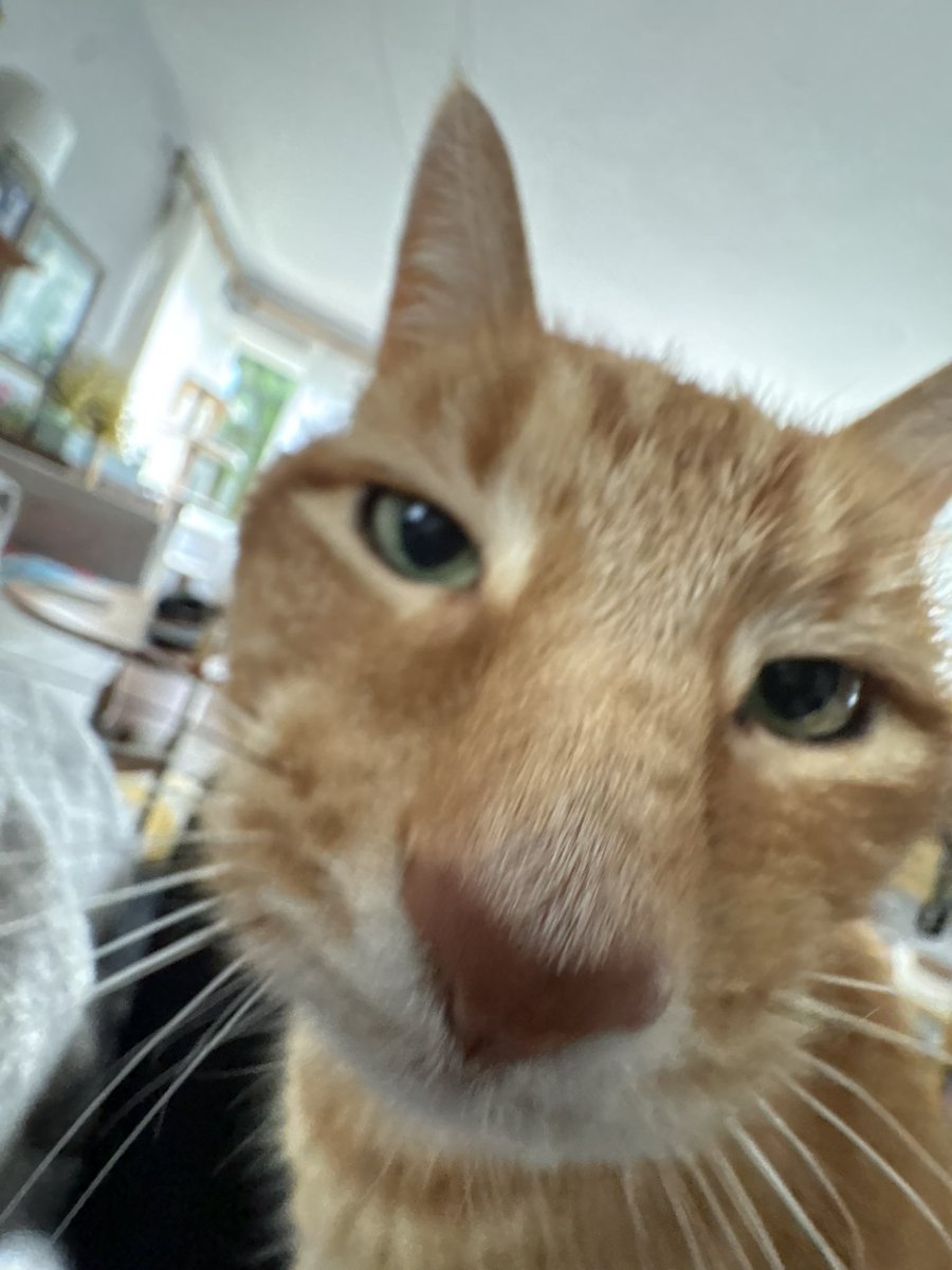 fullmetalconc's tweet photo. I’m very allergic to cats and my girlfriend’s little chud cat won’t leave me the fuck alone https://t.co/UPELT3XwOj